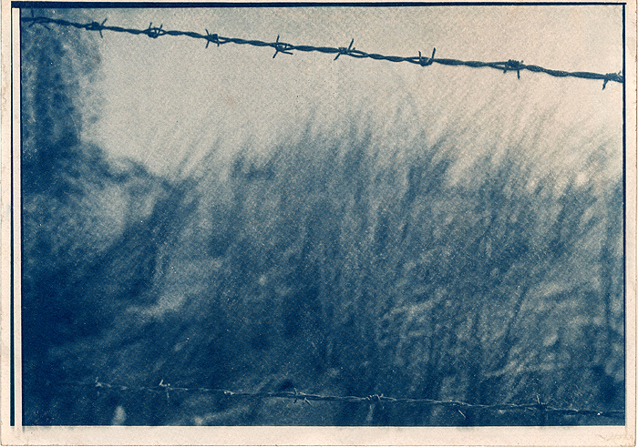 cyanotype_dune_Hortense